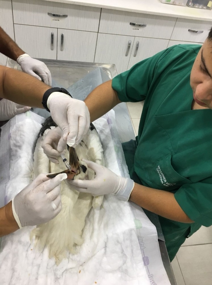 Yaralı Leylek Tedavi Altında