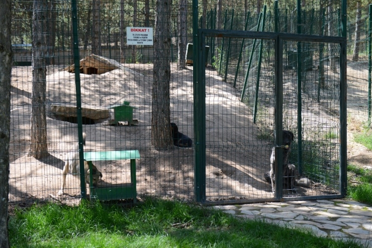 Türkiye’nin En Büyük Ve En Kapsamlı Sokak Hayvanları Bakım Ve Rehabilite Merkezi Isparta’da
