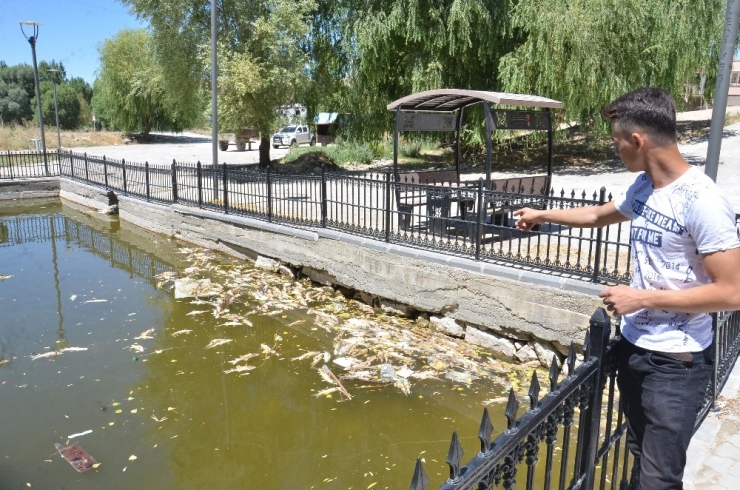 Kahramanmaraş’ta Gölette Yaşayan Balıklar Telef Olmaya Başladı