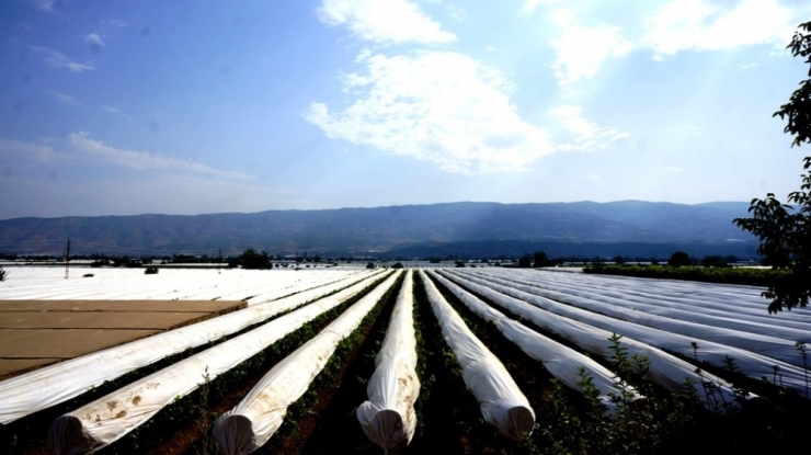 Sarıgöl’de Üzüm Bağları Örtü Altına Alınmaya Devam Ediyor