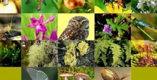 Biyokaçakçılık Eko-sistemi Bozuyor