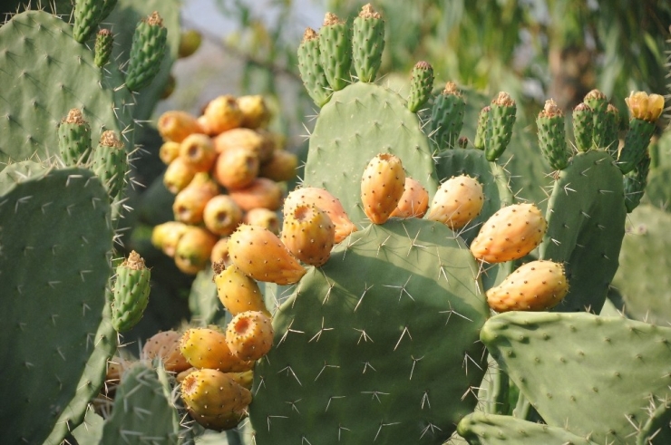 "Dikenli İncir" Avrupa Yolunda