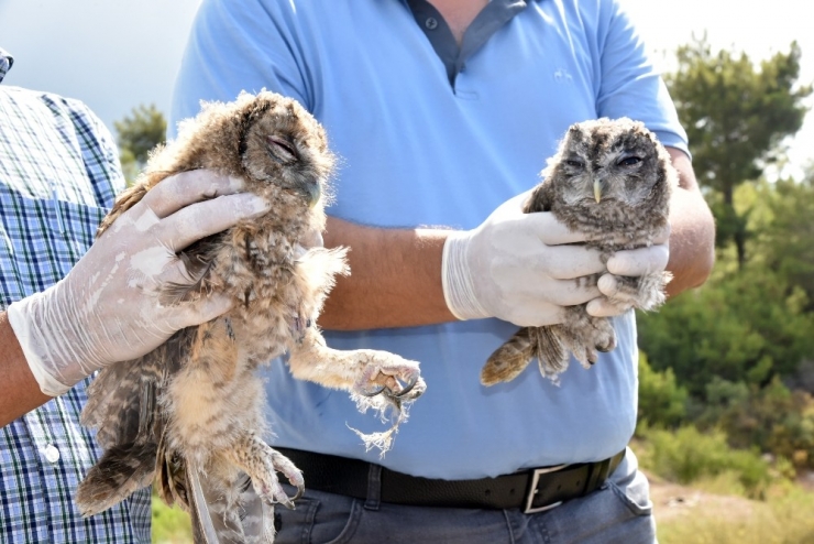 Alanya’da Tedavileri Tamamlanan Baykuşlar Doğaya Salındı