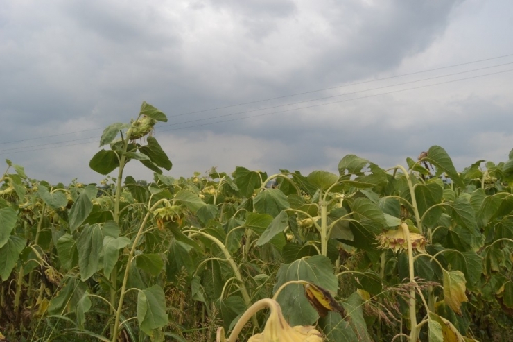 İnegöllü Çiftçi Çin Çekirdeğine Tepkili