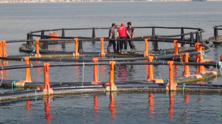 Mersin Kent Konseyi’nden Balık Çiftlikleri Tepkisi