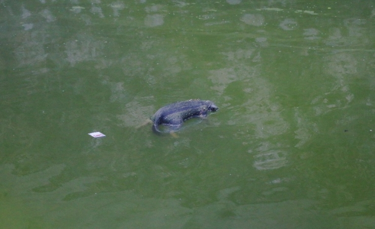 Adana’da Kent Merkezindeki Sulama Kanalı Hayvan Leşlerinden Ve Pislikten Geçilmiyor