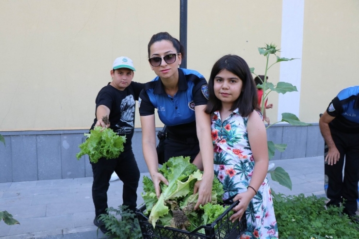 Teknolojiden Uzaklaştılar, Kendi Sebzelerini Yetiştirdiler