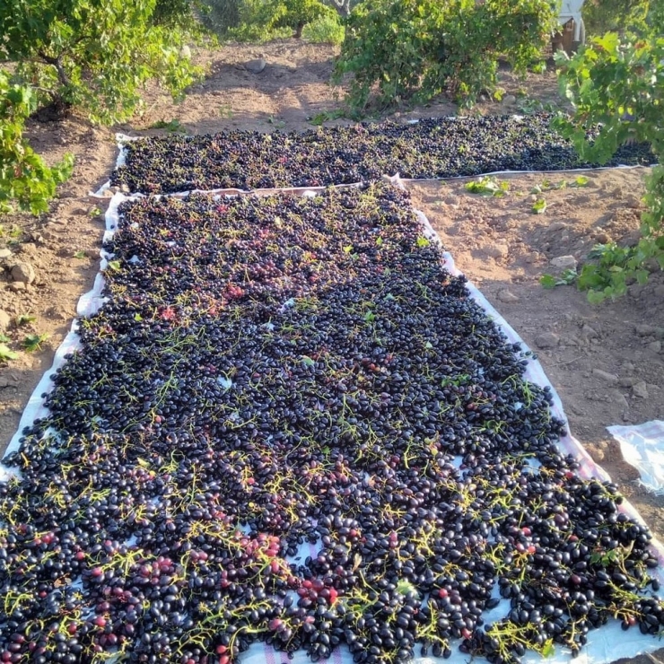 ‘Horoz Karası’ Cinsi Üzüm Kurutulmaya Başlandı