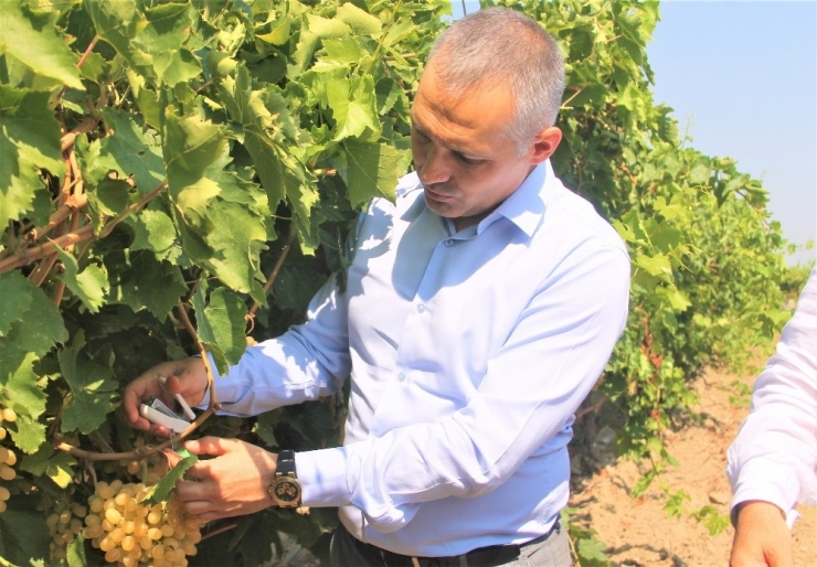 Manisa’da Üzüm Bağlarını Faydalı Böcekler Koruyor