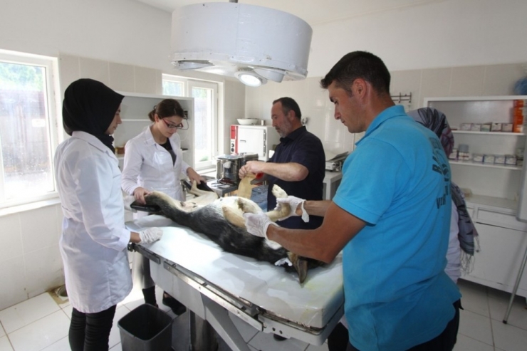 Stajyer Öğrenciler İlk Defa Ameliyat Heyecanı Yaşadı