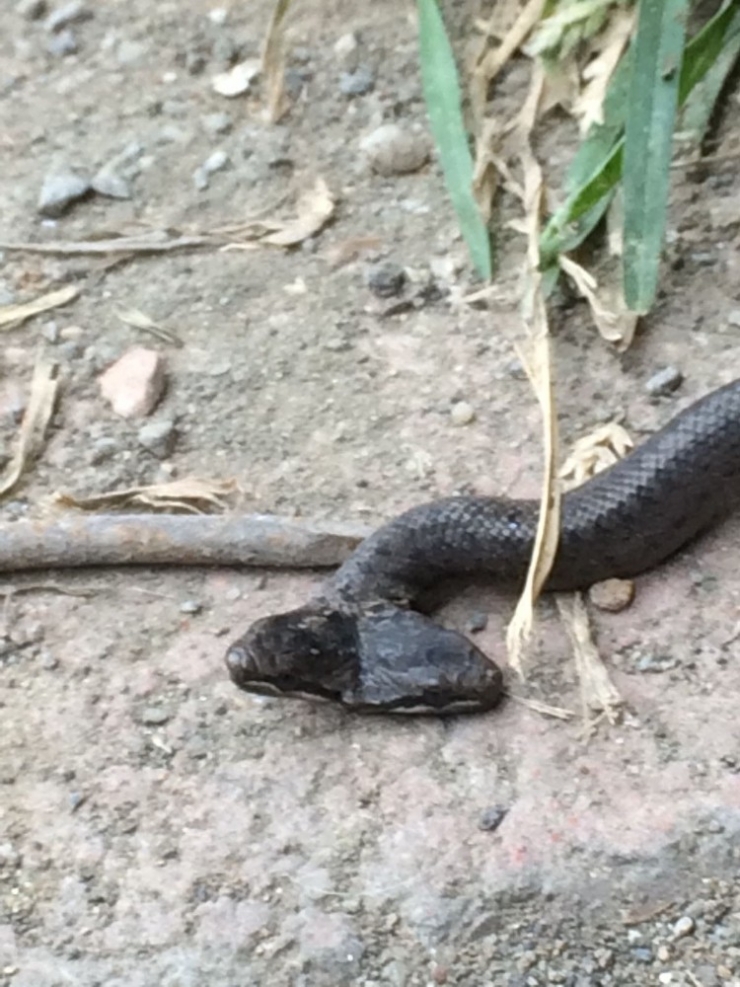 Samsun’da Çift Başlı Yılan Bulundu