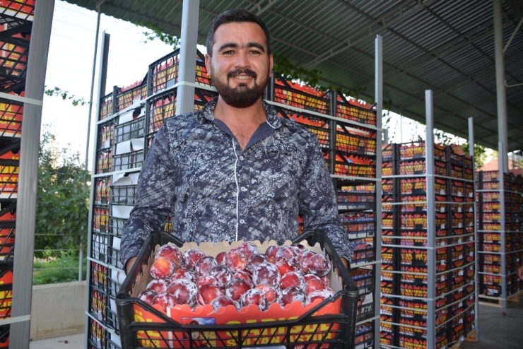 Korkuteli, Rusya Ve Dubai’ye Erik İle Armut İhraç Ediyor