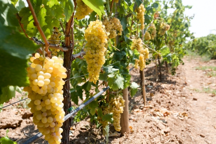 Buca’daki Üzüm Bağı Projesinde Rekolte Bu Yıl 4 Ton