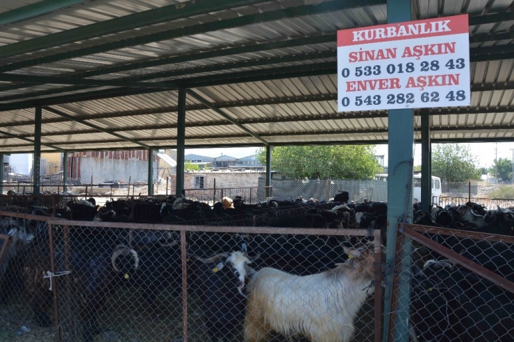 Kurban Pazarı Hareketlendi