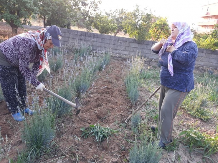 Milas’ta Lavantalar Hasat Ediliyor