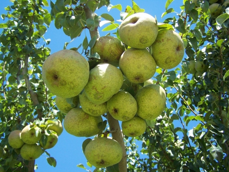 Korkuteli’nin ’Karyağdı Armudu’ Tescillendi