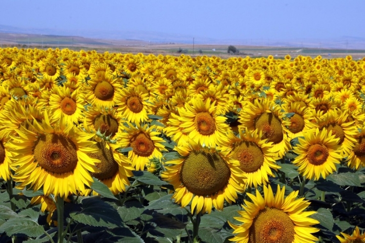 Yozgat’ta Ayçiçeği Ekimi Yaygınlaşıyor