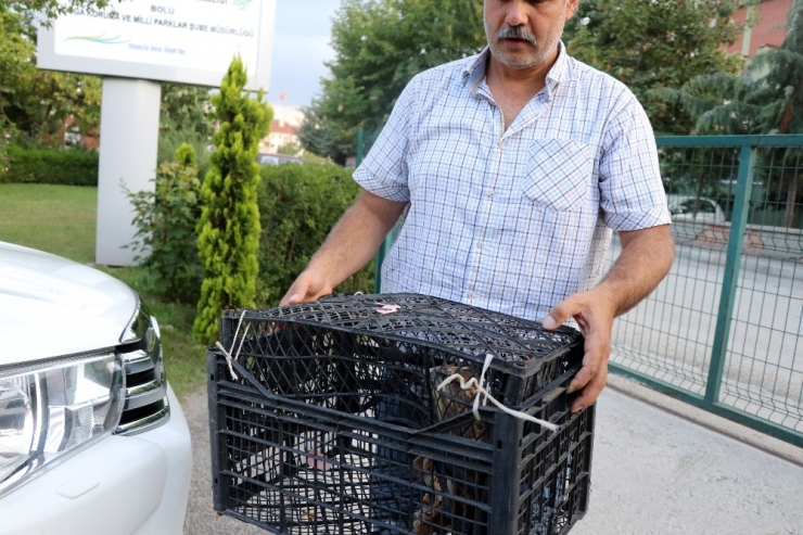 Tellere Takılan Şahini, Orman İşçileri Kurtardı