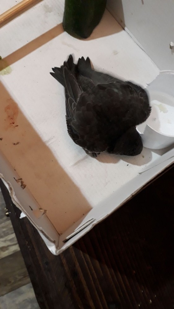 Kanadı Kırılan Hayvanı Veterinere Teslim Etti