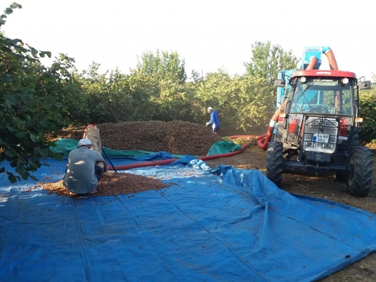 Düzce’de Fındık Harmana İndi