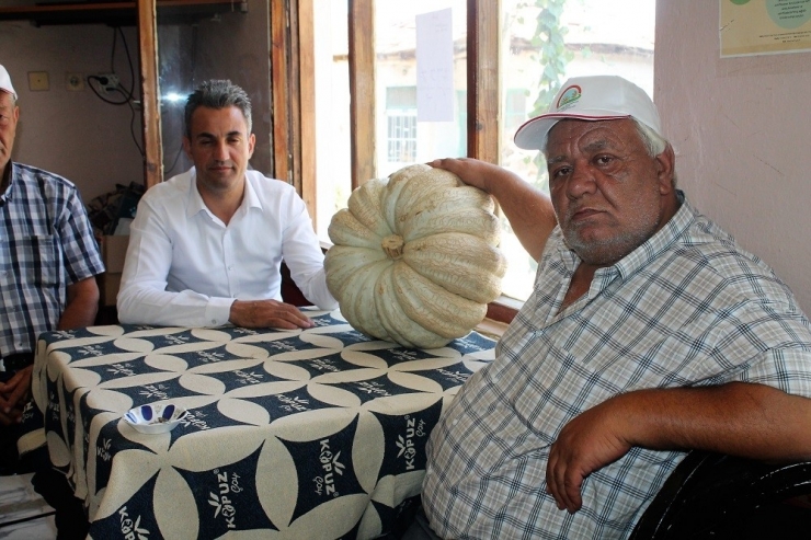 Kızıldamlar “Geleneksel Kestane Kabağı Festivali”ne Hazırlanıyor