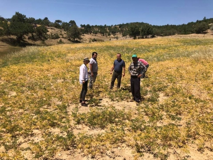 Antraknoz Hastalığı Nohut Üreticisini Zarar Ettirdi