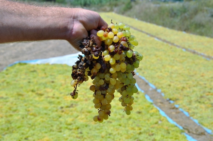 Manisa’da Şiddetli Yağmur Üzümleri Vurdu