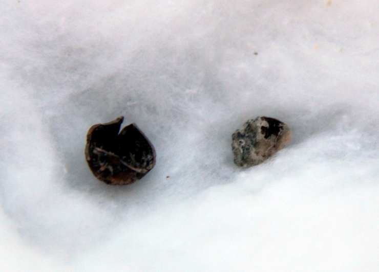 Tarihi Kazıda 3 Bin Yıllık Fındık Bulundu