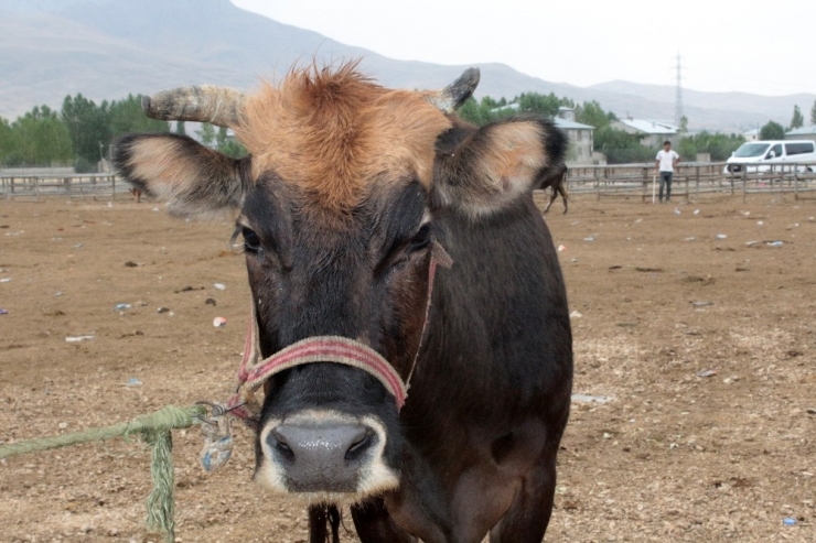 Van’da Kurbanlıklar Görücüye Çıktı