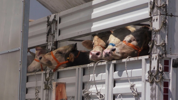 Batı’ya Kurban Sevkiyatı Başladı