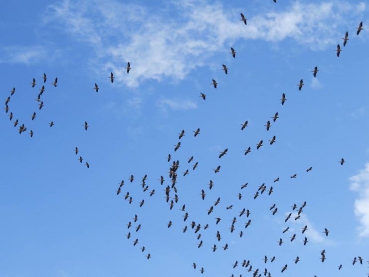 Leyleklerin Erken Göçü İlgiyle İzlendi