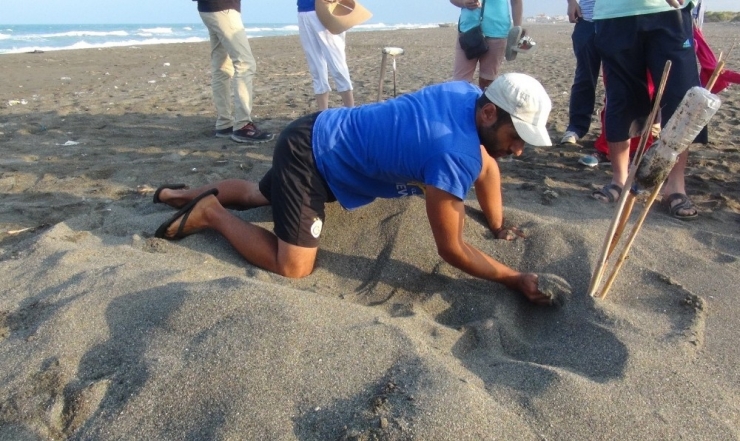 Hatay’da Yavru Caretta Carettalar Denizle Buluştu