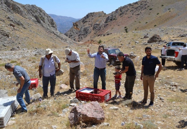 Nurhak’ta Bin 500 Keklik Doğaya Kanat Çırptı