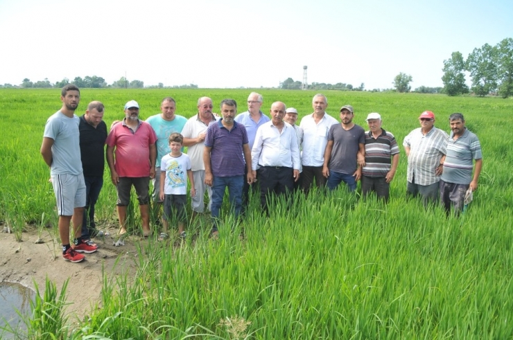 Bafra Ovası’nda Çeltik Tarlaları Susuzluktan Kurumaya Başladı