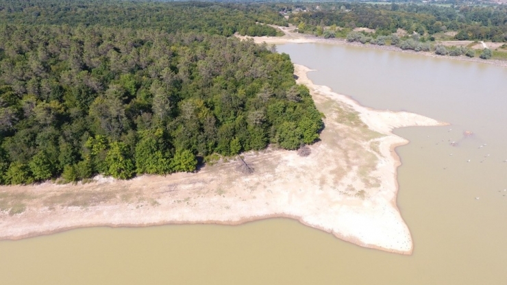 Sinop’ta Onlarca Yelkovan Kuşu Telef Oldu