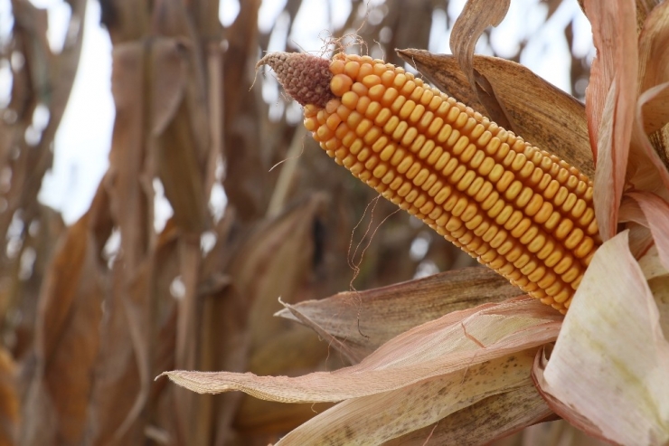 Türkiye’nin Mısır Üretiminde 1. Sırada Yer Alan Adana’da Hasat Başladı