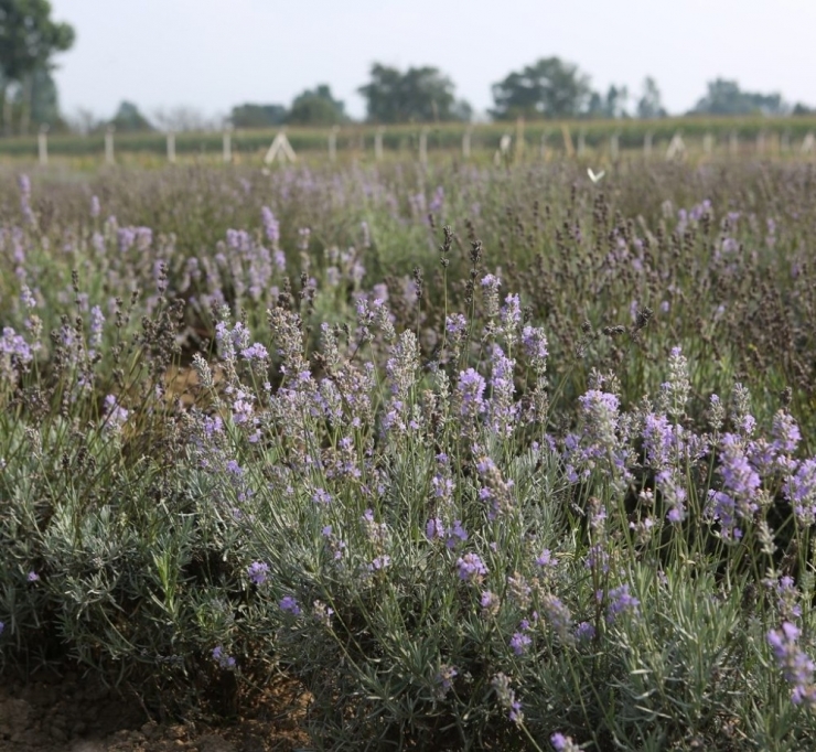Bolu’da 20 Dönümlük Arazide ‘Tıbbi Aromatik Bitkiler Bahçesi’ Kuruldu