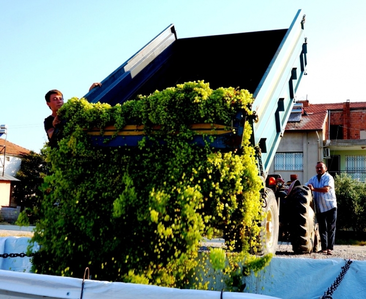 Sarıgöl’de Şaraplık Üzüm Alımları Başladı