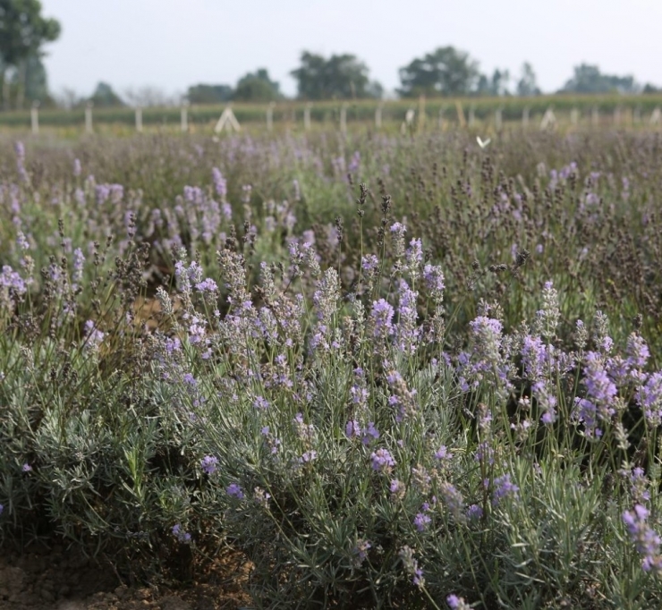 Bolu’da 20 Dönümlük Alana ‘Tıbbi Aromatik Bitkiler’ Bahçesi