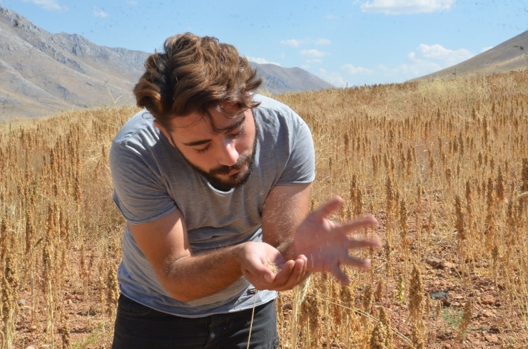 Elbistan’da ‘Astronot Gıdası’ Kinoanın İlk Hasadı Yapıldı