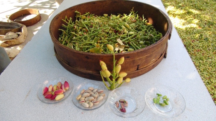 Silifke’de Çilek Üreticileri Antep Fıstığına Yöneldi