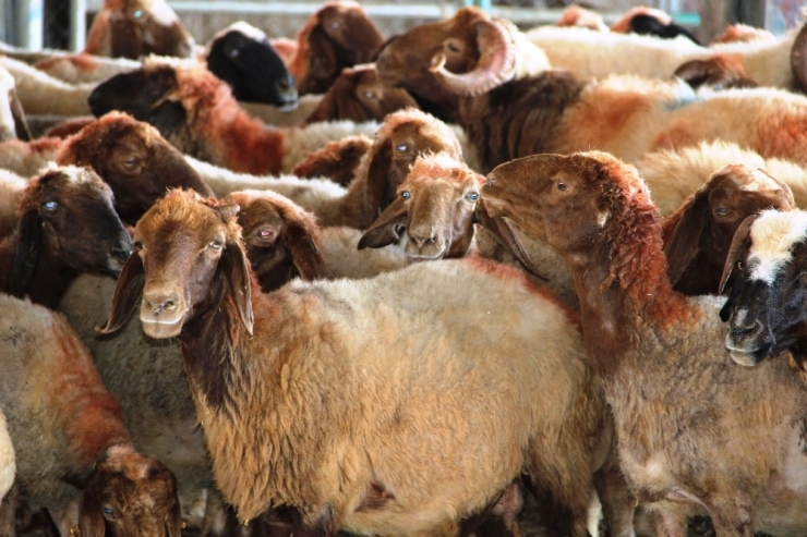 Besicilerden Kurban Alacaklara ‘Son Güne Kalmayın’ Uyarısı