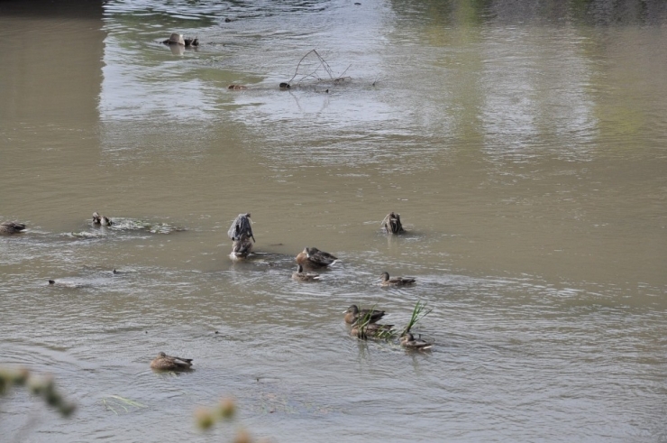 Yaban Ördekleri Kars’ı Mesken Tuttu