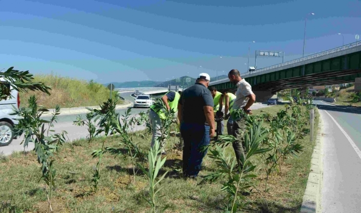 Gerze’ye 2 Bin Zakkum