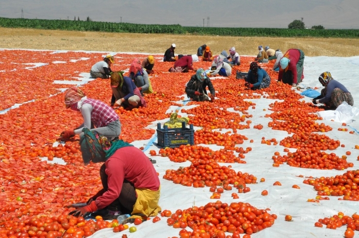Derik’ten İtalya’ya Uzanan Lezzet