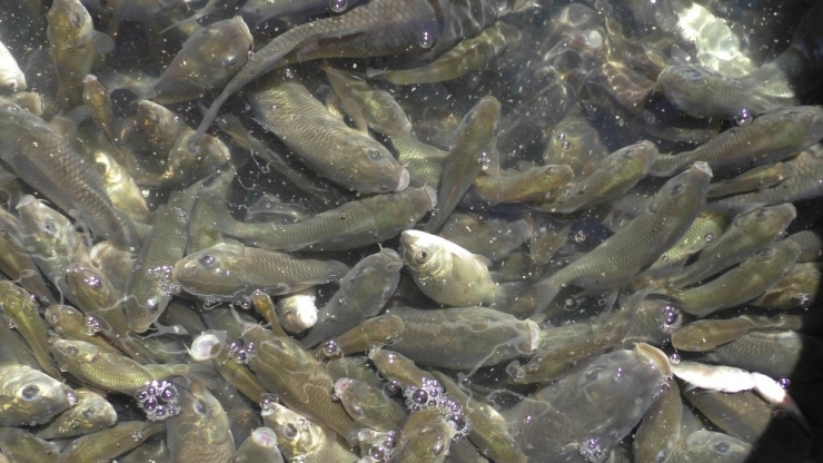 Beyşehir Gölü’ne Yavru Sazan Takviyesi