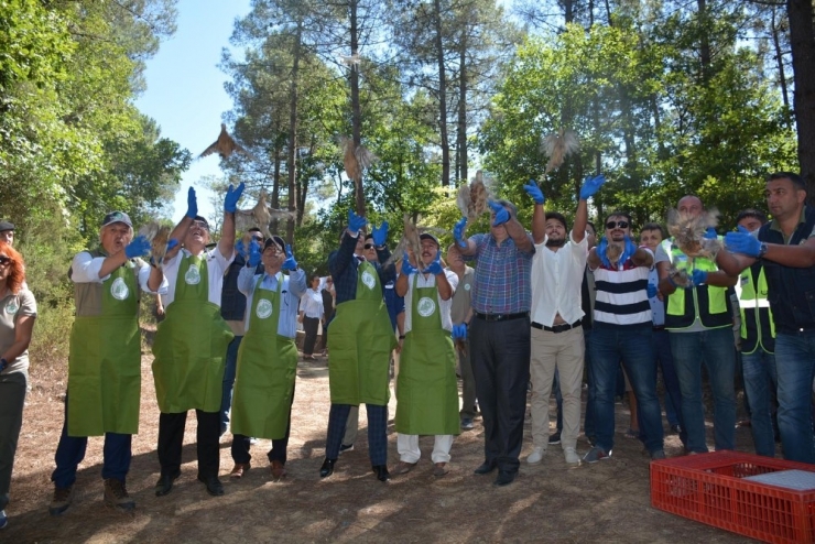 Sinop’ta 2 Bin Sülün Doğaya Salındı