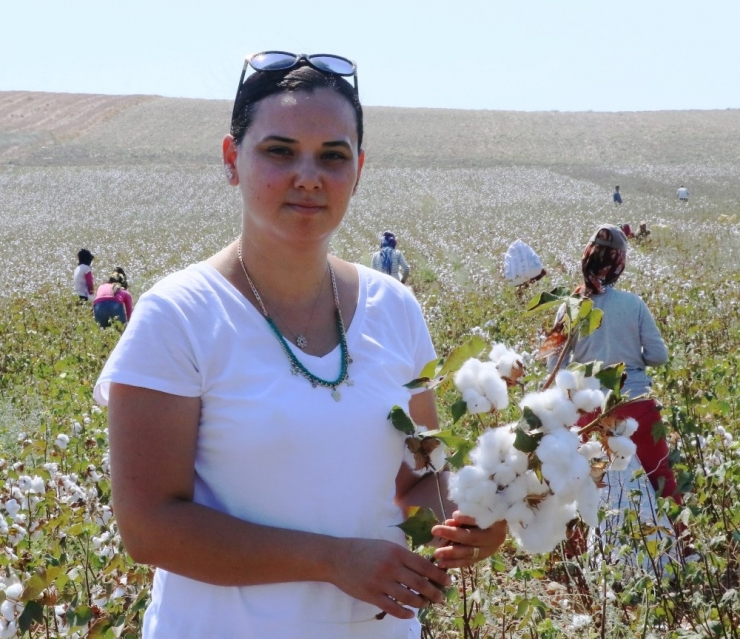Çukurova’da Pamuk Hasadı Başladı