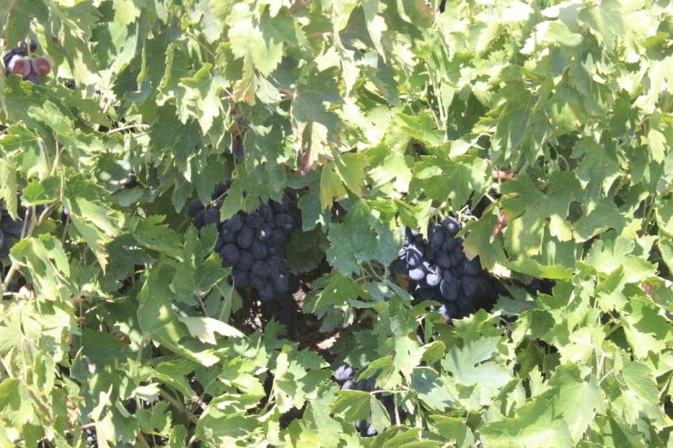 Kilis Karası Üzümler Kurutulmaya Başlandı