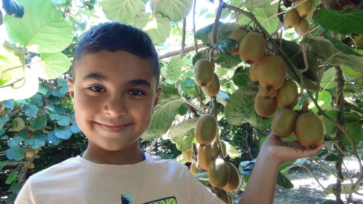Türkiye’nin İlk Kivi Hasadı Silifke’de Yapıldı